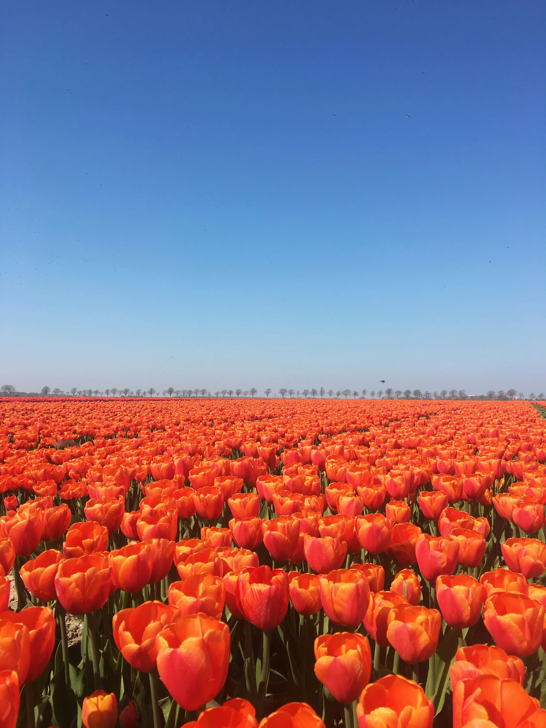 Tulpenveld onder een blauwe lucht